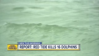 Report: Red tide kills 16 dolphins