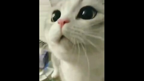 funny cat