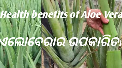 Health benefits of eating aloe Vera