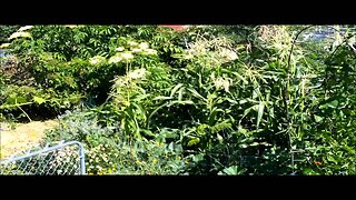 Garden Fed with Comfrey Tea - a Walkthrough