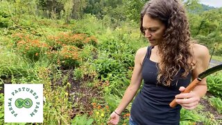 Late Summer Food Forest Tour