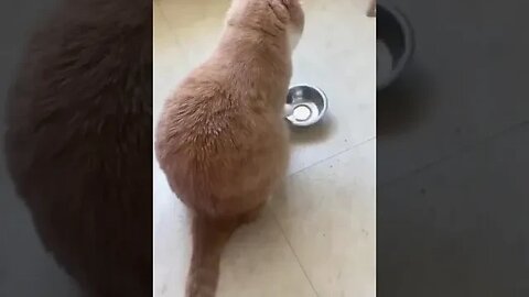 cats playing with steel bowl #funnyvideo #petvideos