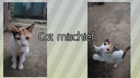 Cat mischief.