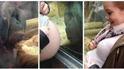 Orangutan Gets Emotional When Pregnant Woman Reveals She’s Going To Be A Mother