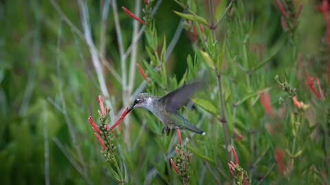 Hummingbirds On Flame Acanthus, Sony A1/Sony Alpha1, 4k30p