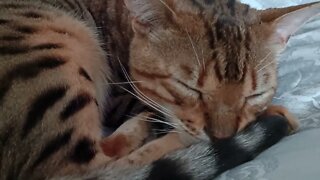 Napping bengal cat
