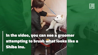 Furious Dog Seething with Rage, Then Camera Captures Moment Patient Groomer Calms Him
