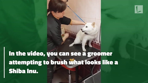 Furious Dog Seething with Rage, Then Camera Captures Moment Patient Groomer Calms Him