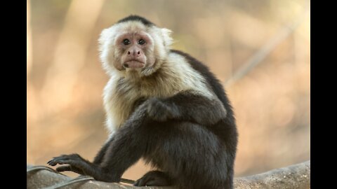 Funny Monkeys Play in the Zoo - Animais