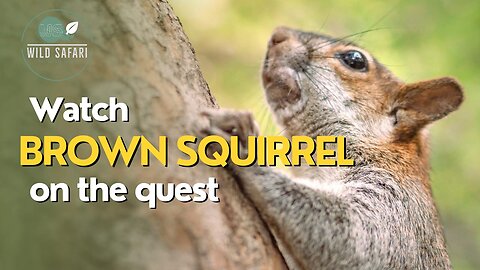 "The Brown Squirrel's Quest Adventure"