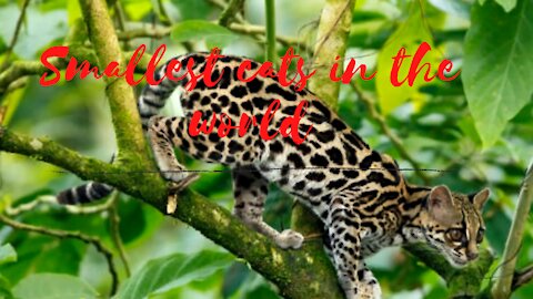 Top ten smallest cats and it's amazing facts