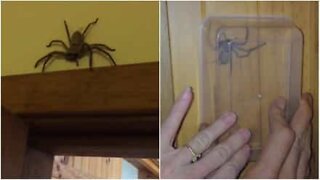 Hur man tar bort en spindel utan att döda den