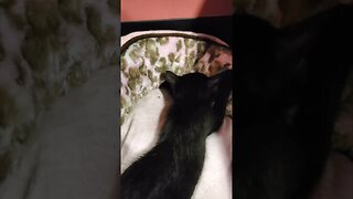 😻 Black Cat 😻 Kneads the dough #shorts