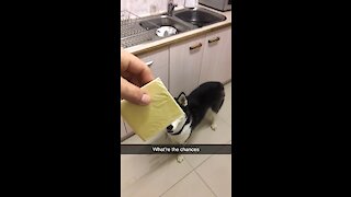 Husky's cheese challenge ends in hilarious epic fail