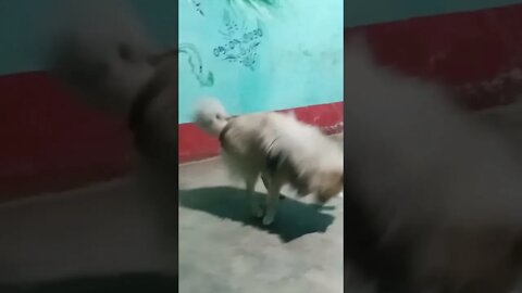 Cute dog puppy funny baby scenes 🐶😛🥰 #shorts #short #animal #dog @mr Indian Hacker @crazy xyz