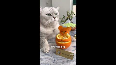 See what this kitten made of orange with a knife. I bet it's delicious 😋😋