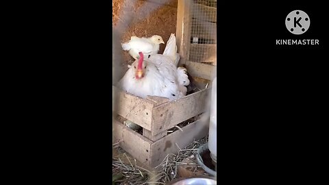 Will my Broody Hen accept the chicks?