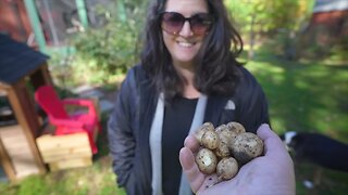 Grow Potatoes In Only 2 Months