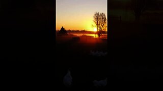 Beautiful Farm Sunrise #Short