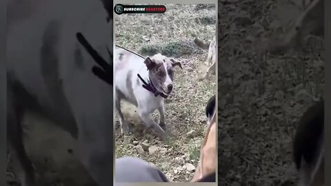 dog fighting and barking