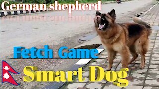Playing FETCH game with German Shepherd