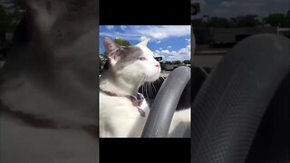 Cat Drives Car