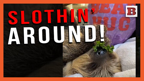 Slothin' Around! Baby Sloth Takes a Nap in Middle of Its Meal