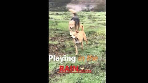 Dogs Rainy COLD Weather Walks Training