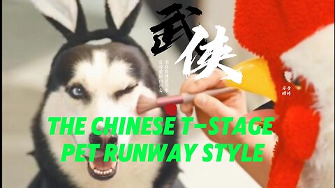 "The Chinese T-stage pet runway style