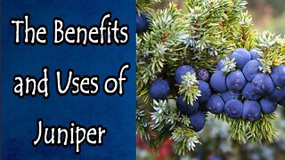 Benefits and Uses of Juniper