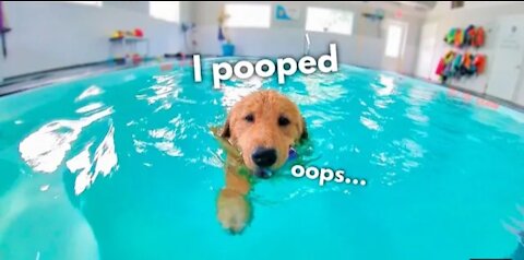 Teaching My Dogs How To Swimings