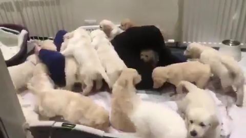 Man Swarmed By Dozens Of Puppies Is The Envy Of Us All
