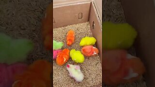 colourfull chicken Day 1 #animals #cute #funny #shorts