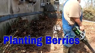 Planting Strawberries and Blue Berries