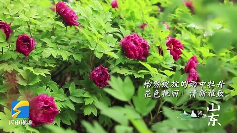 Spring and Jingming Flowers Bloom in Heze Peony ushers in the Best Viewing Period