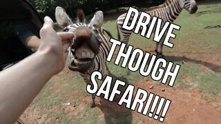 New Baby Bunnies/ Drive - thu Safari! /HOMESCHOOL Field Trip/ Fun With Friends!!!