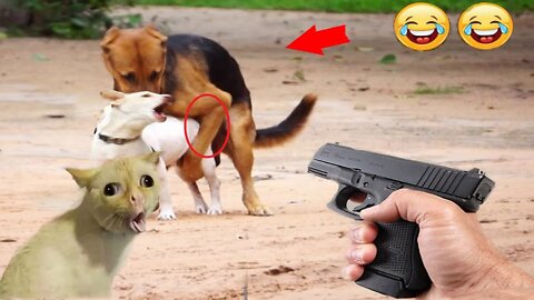 Try Not To Laugh Watching Funny Animal Fails Compilation