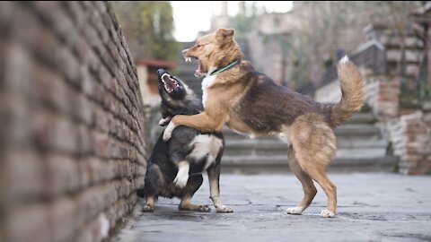 OMG ! While the dog gets trainning, the other dog attack them and...