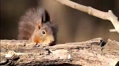 Charming Bushy Tail Squirrel