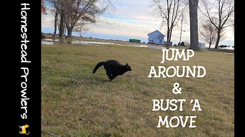 Homestead Cats Are Jumpin' For Joy and Runnin' Fur Their Lives
