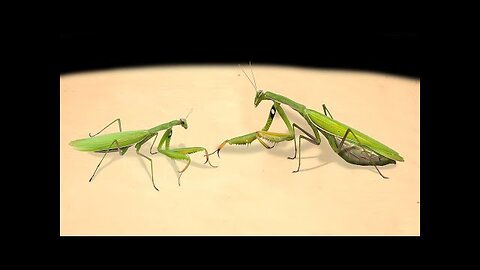 FEMALE MANTIS and MALE MANTIS! HOW MANTIS MAKE LOVE_ DEADLY PRAYING MANTIS MATING 【LIVE FEEDING】