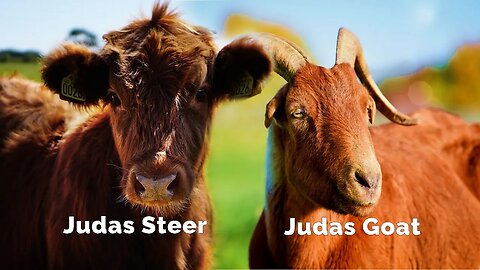 The Judas Goat and The Judas Steer: The pattern of Betrayal