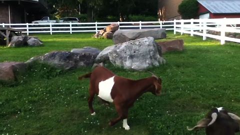 Goats Get Confused By Invisible Duck