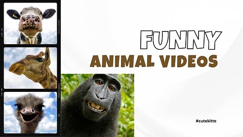🤣 Animal funny video 😂