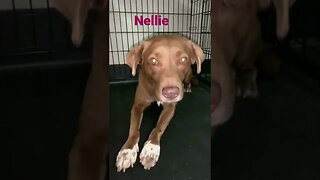 [Shorts 0085] NELLIE [#dogs #doggos #doggies #puppies #dogdaycare]