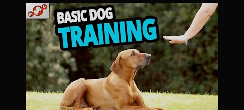 Basic Dog Training – TOP 10 Essential Commands Every Dog Should Know!