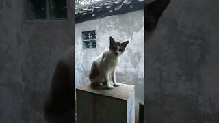 Countrycat#shortvideo #kucingviral #kucingkampung #hiburan