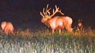 PA Elk Rut 2023 - Part 2: 5 Bulls in One Night and One MONSTER 7x7 (with @kovalm3 )