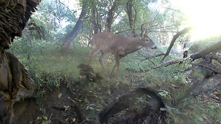 Whitetail Buck