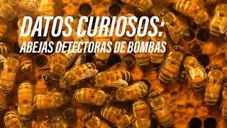 ¿Usar abejas para detectar bombas?
